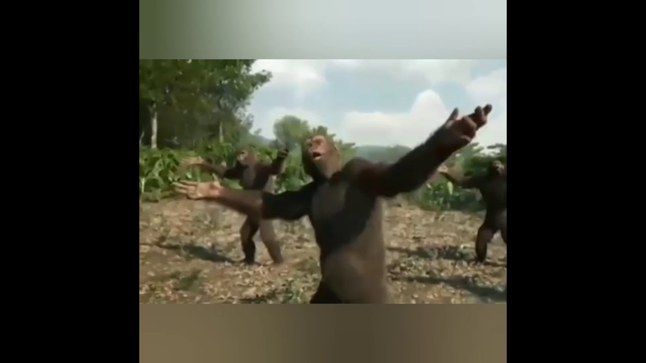 Танцующие обезьяны музыка. Танцующие обезьяны музыка
