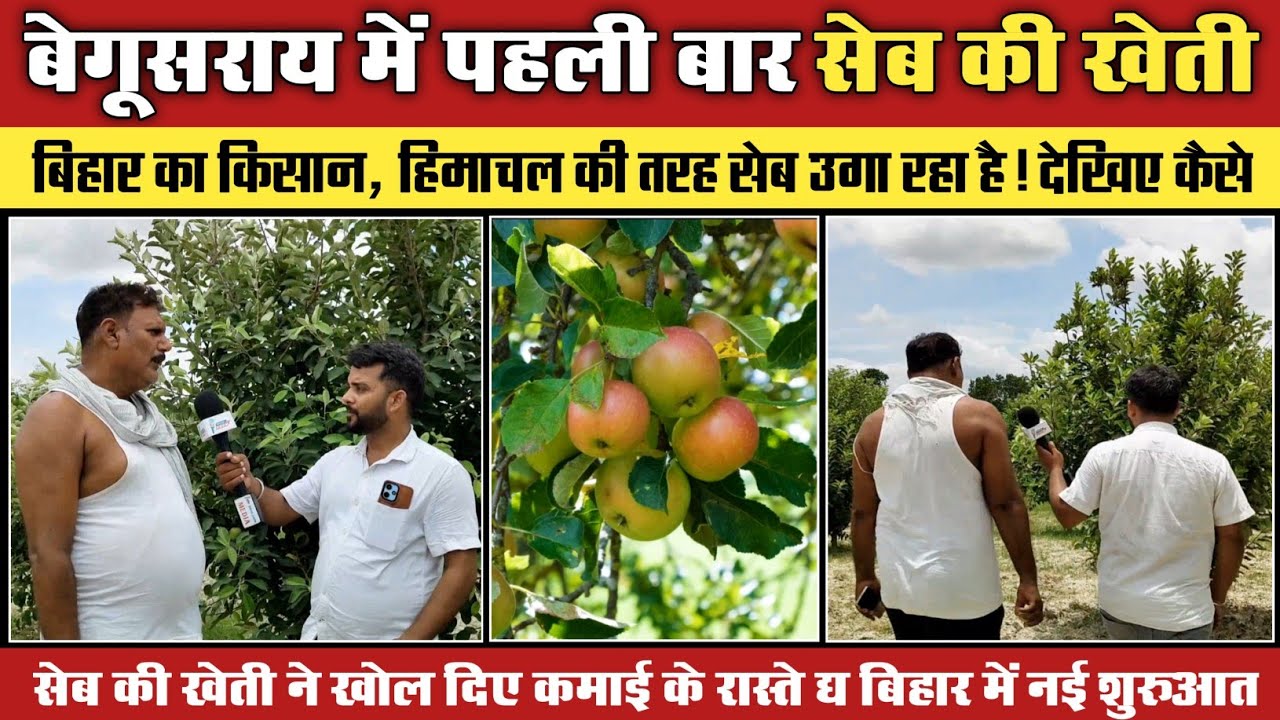 सेब की खेती! पहली बार बेगूसराय में सेब की सफल खेती | देखिए लाइव ग्राउंड रिपोर्ट! @BIHARZOOM