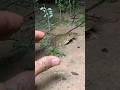 Catch big frogs funny |Try don't laugh |wepwep catching frogs make you laugh#shortsviral​