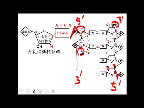 11001選修生物一ch1 1 10補充核苷酸的結構與核苷酸鏈的方向性一恭 mp4