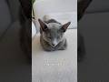 What do we rate this loaf out of 10? #cat #kitten #pets #catvideos #cutecat