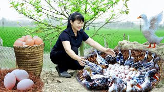 How to Harvest Duck Eggs, goes to the market sell - Harvesting and Cooking | Tieu Vy Daily Life