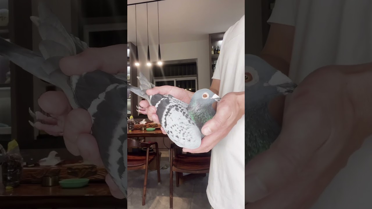 Sky Runner Loft -Best Male in My Loft