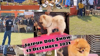 Jaipur Dog Show 12 December 2021 ,Dog Show |BDB KhatuShyamji |8302451010/8005931945 by BDB Brother's Dog Bazaar 365 views 2 years ago 23 minutes