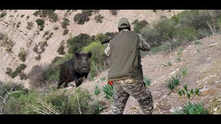 Hunting Wild Boar: PART 1-Season 2022 || احاشة صيد الخنزير البري - مدينة الخميسات - جمعية الصداقة