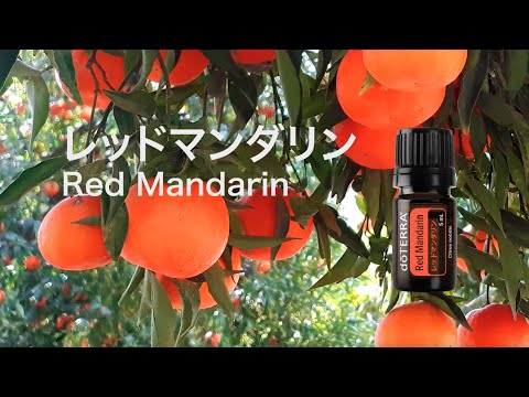 レッドマンダリン – doTERRA TIMES