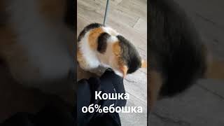 Кошка рыбака заснула, пока ждала поклёвку. Угар.   #кошка #кошки #животные