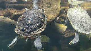 Yellow Bellied Slider Turtle, Congo Tetra, Humphead Cichlid & Dwarf Gourami At Georgia Aquarium Resimi