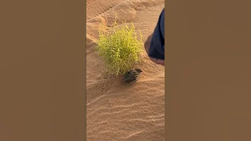 مقناص صقور حبارى سمان محاول صيد سمان بالسنارة 