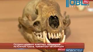 Останки древних животных, найденные на Южном Урале, презентуют челябинцам Останки древних животных, найденные на Южном Урале, презентуют челябинцам