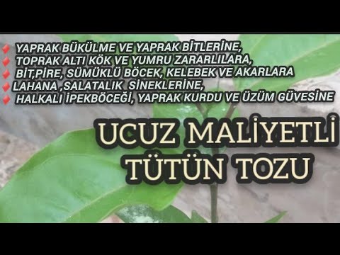 Video: Yaprak Biti Yırtıcı Midge Tanımlama - Yaprak Biti Midge Yumurtaları ve Larvaları Nasıl Bulunur