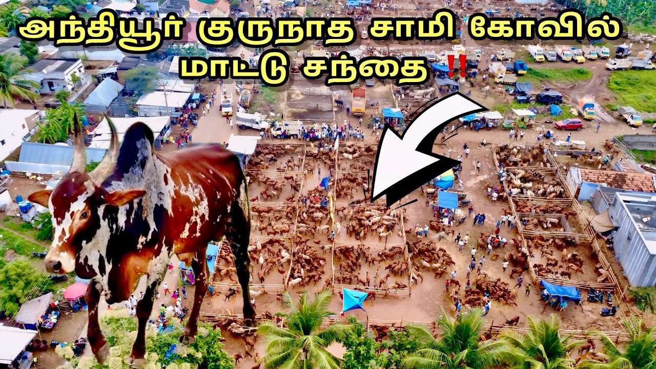 📍அந்தியூர் குருநாத சாமி கோவில் நாட்டு மாட்டு சந்தை ⁉️| anthiyur country cow market full details 😱