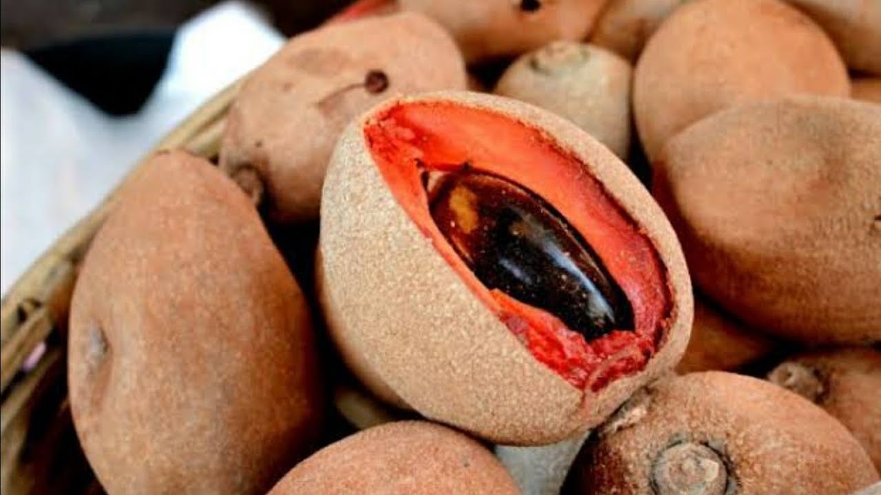Cómo germinar semillas de mamey