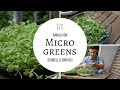 Anbau von Microgreens - schnell und einfach