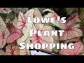 Lowe’s Plant Shopping Trip Houseplants Tropical Plants Indoor & Outdoor Plants