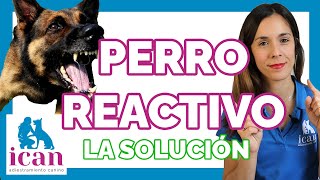 REACTIVITY IN DOGS (THE SOLUTION) | Dog training by ican adiestramiento canino 5,065 views 3 months ago 8 minutes, 12 seconds