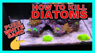 How To Kill Diatoms - Reef Tank Diatoms - Diatoms Update