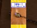 【ほな…】スシローで安価したら…退店【2ch面白いスレ】#shorts