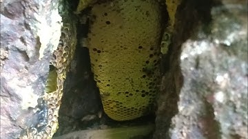 Trinh phục tổ ong mật khủng trong hang đá