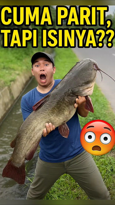 GILA! Lele RAKSASA Ini Muncul di Parit Pinggir Jalan! 😱🎣 #mancing #angler #raksasa #viral #shorts