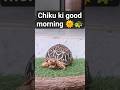 aaj chiku bohot fresh lg rhi hai🐢|morning or tortoise 👈.#animal #shorts #pets #trending