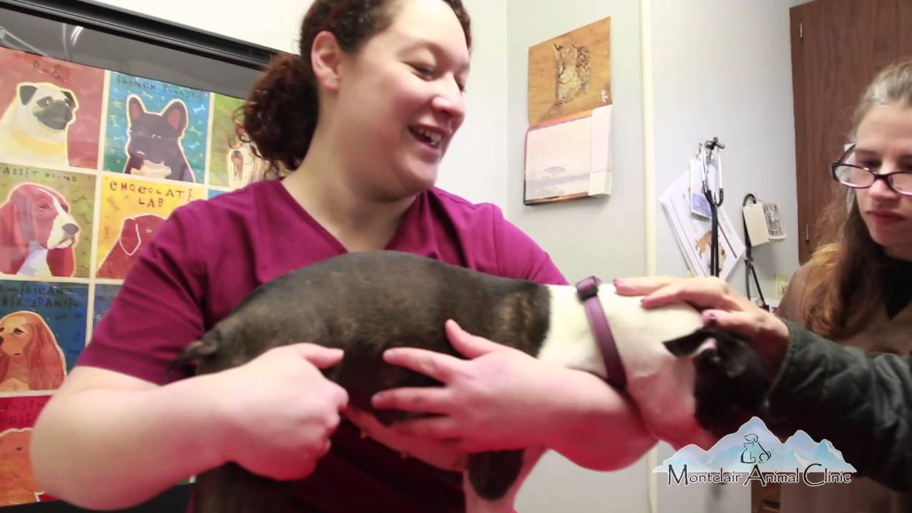 Fort Collins vet treats dogs, exotic animals with stem cells