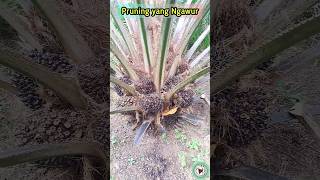 Pruning Is 1,000% Ridiculous