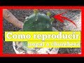 Como reproducir Nopales (Chumbera, Opuntia Indica)