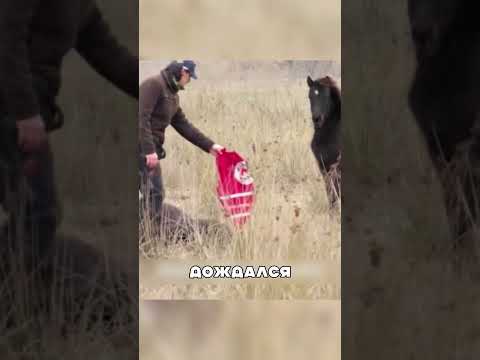 Жеребёнок защищал больную маму 😭🐎❤️