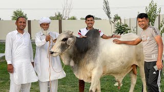 Qurbani Ke Liye Janwar Le Liya