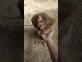 Monkey doing cleaning #animal #monkey #cosmetics