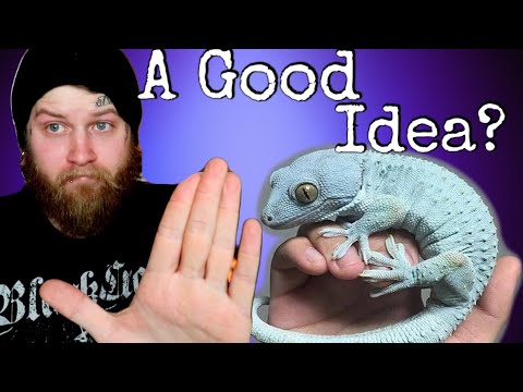 Video: Hvorfor Day Geckos Gør Fremragende Reptile Pets