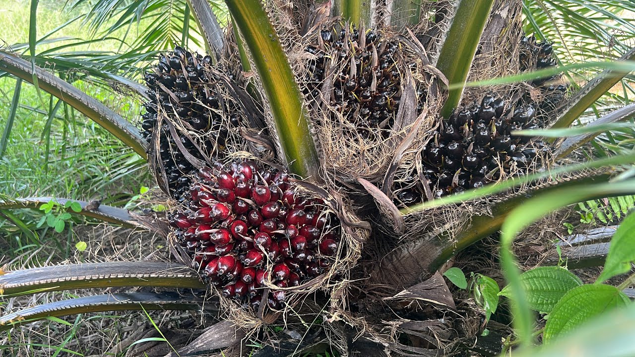 Tn1 bakti tani nusantara umur 2,3tahun bibit unggul kelapa sawit