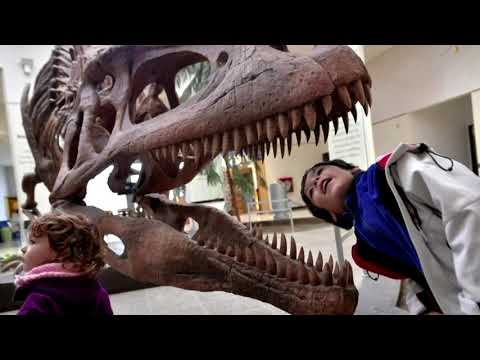 Two-and-a-half billion T. rex roamed Earth, study finds