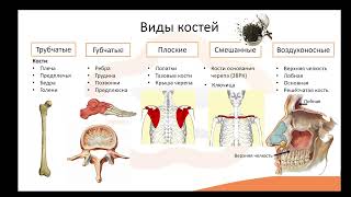 Видео лекция №3.1 Опорно-двигательный аппарат. Костная система