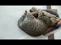 Cat gives bunny kick – Slow motion – Sweet Animals