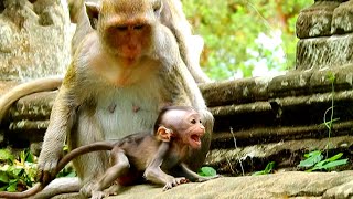 Baby monkey Opie Cry very Strong by Bad monkey Kidnapped