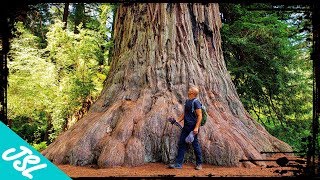 We stopped by prairie creek redwoods state park in humboldt county of
northern california to hike through some old growth coastal and
explore fern c...