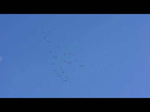 Video: Kokie Paukščiai Išskrenda