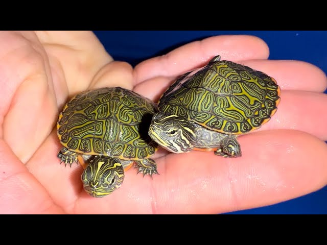 BABY TURTLE UNBOXING class=