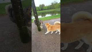 Akiyama 11 maanden - Akita Inu Comics by Marc Druten 46 views 3 weeks ago 1 minute, 4 seconds