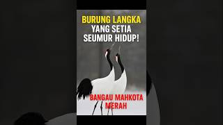 Download Lagu Burung Langka yang Setia Seumur Hidup! Bangau Mahkota Merah #burung #shorts MP3