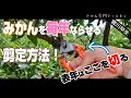【2月下旬~3月中旬】みかんの剪定方法/宮川早生