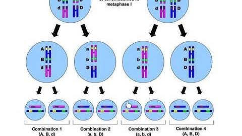 Video 11.4 - Linked Genes