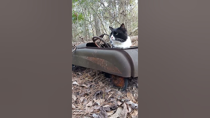 😻🚗 Cuteness Alert