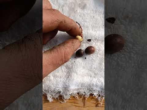 Video: Germinazione e crescita dei semi di alloro - Come far crescere un albero di alloro dai semi