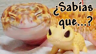 Cosas Que No Sabías De Las Lagartijas - Curiosidades De Los Animales