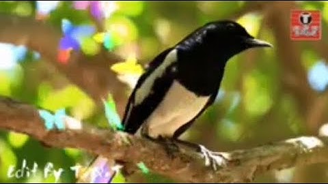 Tiếng chòe than già rừng hót buổi sáng cực hay Luyện giọng chim hót mỗi ngày||Nguyễn Đình Lên