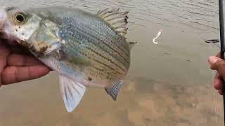 White Bass Go Crazy For This Lure!!