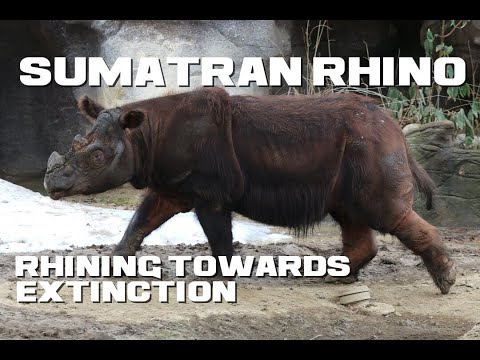 10 Sumatran Rhino